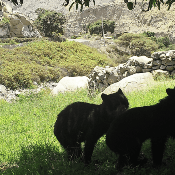Daily Dive # 097 | Monitoring the Andean Bear in Peru